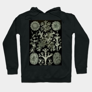 Lichen by Ernst Haeckel Hoodie